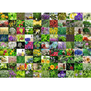 Ravensburger Puzzle: 1000 Teile - 99 Kräuter und Gewürze - Collage Puzzel