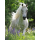 Ravensburger Puzzle: 100 Teile - Weiße Stute - Pferd Kinderpuzzle Puzzel