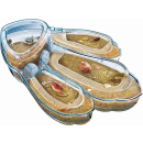 Clementoni 59246 - Original Triops Maxi de Luxe