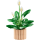 LEGO 11504 Botanicals - Friedenslilie